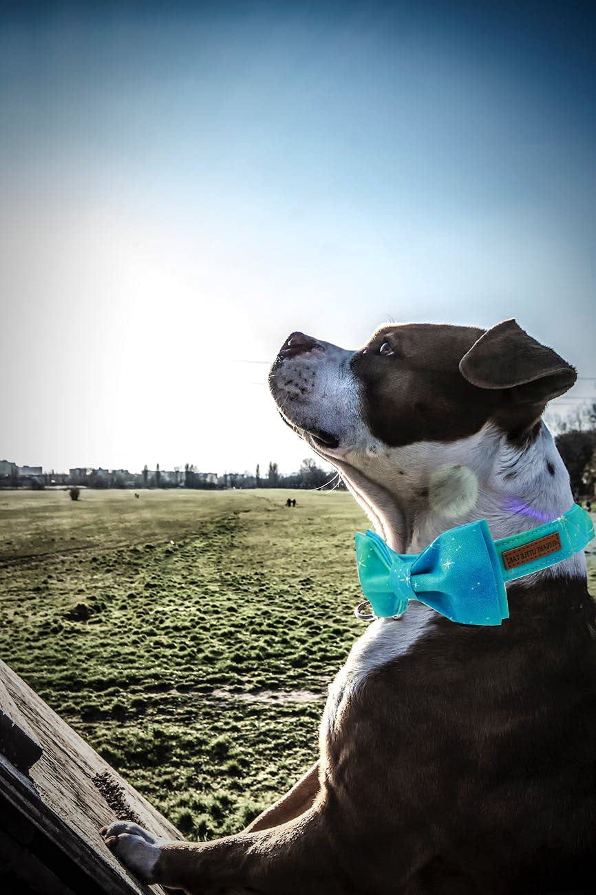 Colorful Dog Collar, Comfortable Dog Collar with Bow Adjustable Soft Bow Tie Dog Collars for Small Dogs