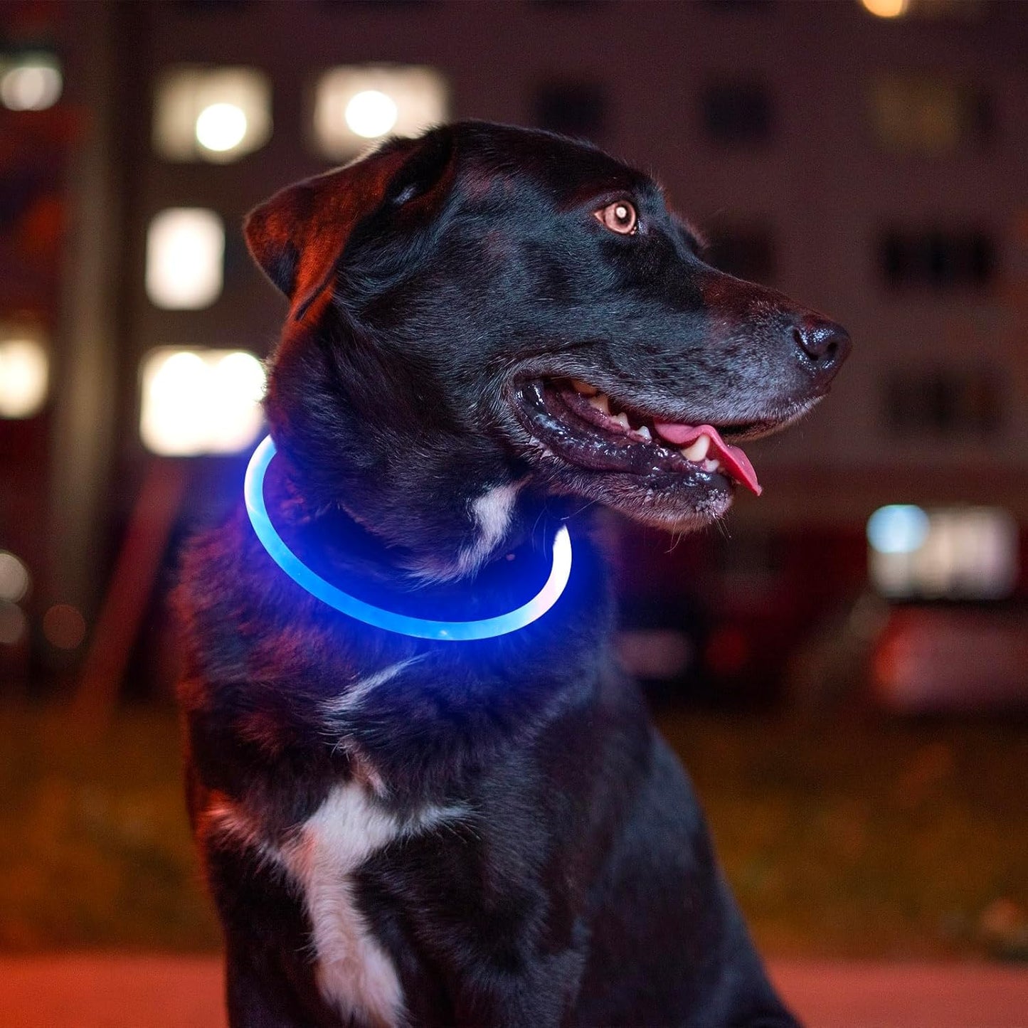 Light up Dog Collar, USB Rechargeable Flash Dog Necklace Light, Pet Safety Collar Makes Your Beloved Dogs Be Seen at Night for Small Medium Large Dogs(Blue)