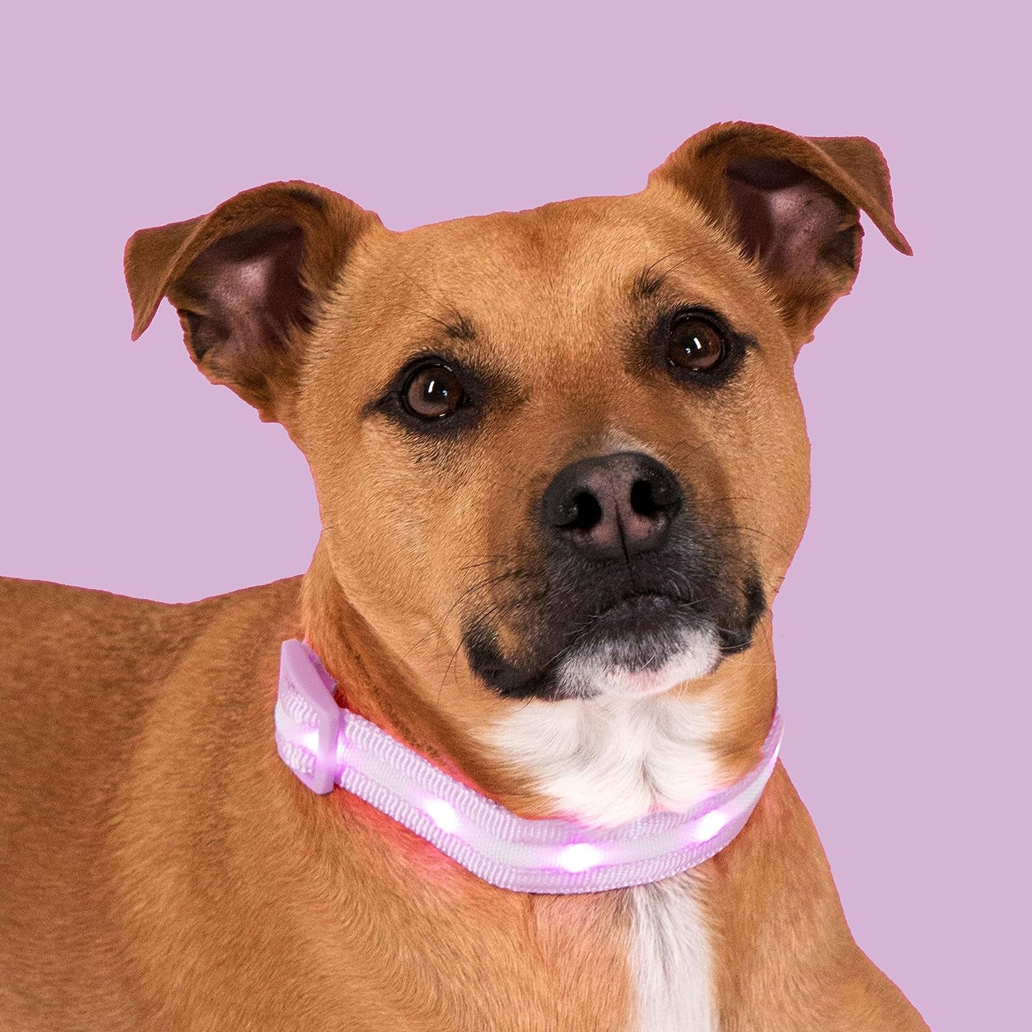 Light up Dog Collar - the Original LED Dog Collar - USB Rechargeable - Waterproof - 1,000 Feet of Visibility - Dog Collar Light for Small, Medium, Large Dogs - US Brand