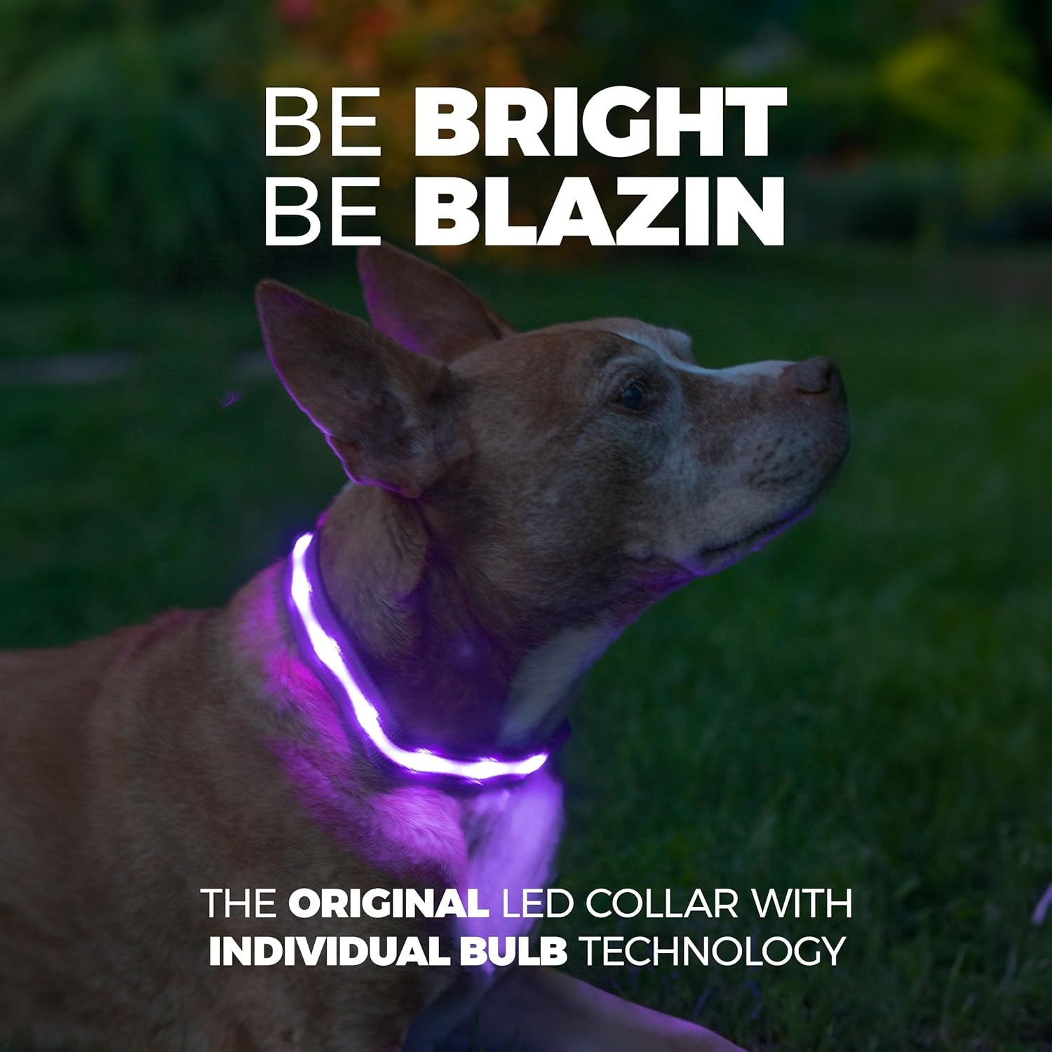 Light up Dog Collar - the Original LED Dog Collar - USB Rechargeable - Waterproof - 1,000 Feet of Visibility - Dog Collar Light for Small, Medium, Large Dogs - US Brand