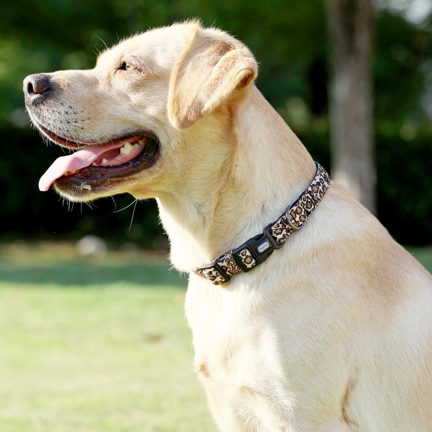 Leopard Pattern Dog Collar, Polyester Webbing, Padded with Neoprene, Soft and Comfortable for Small Medium Large Dogs.(S, Leopard)